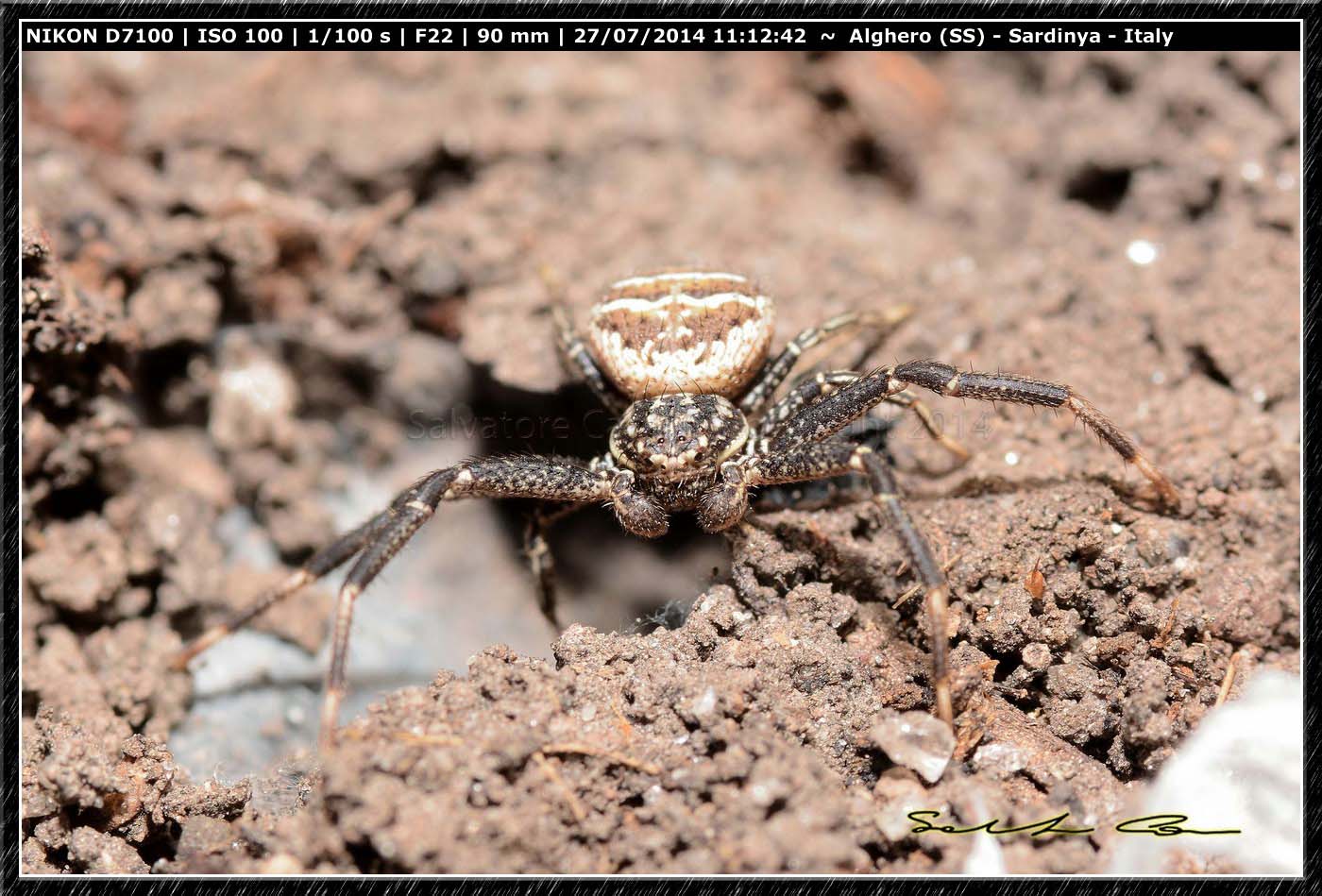 Xysticus sp., Thomisidae